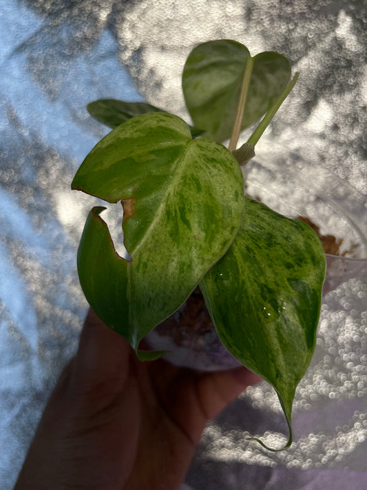 Philodendron Heartleaf Mint variegated