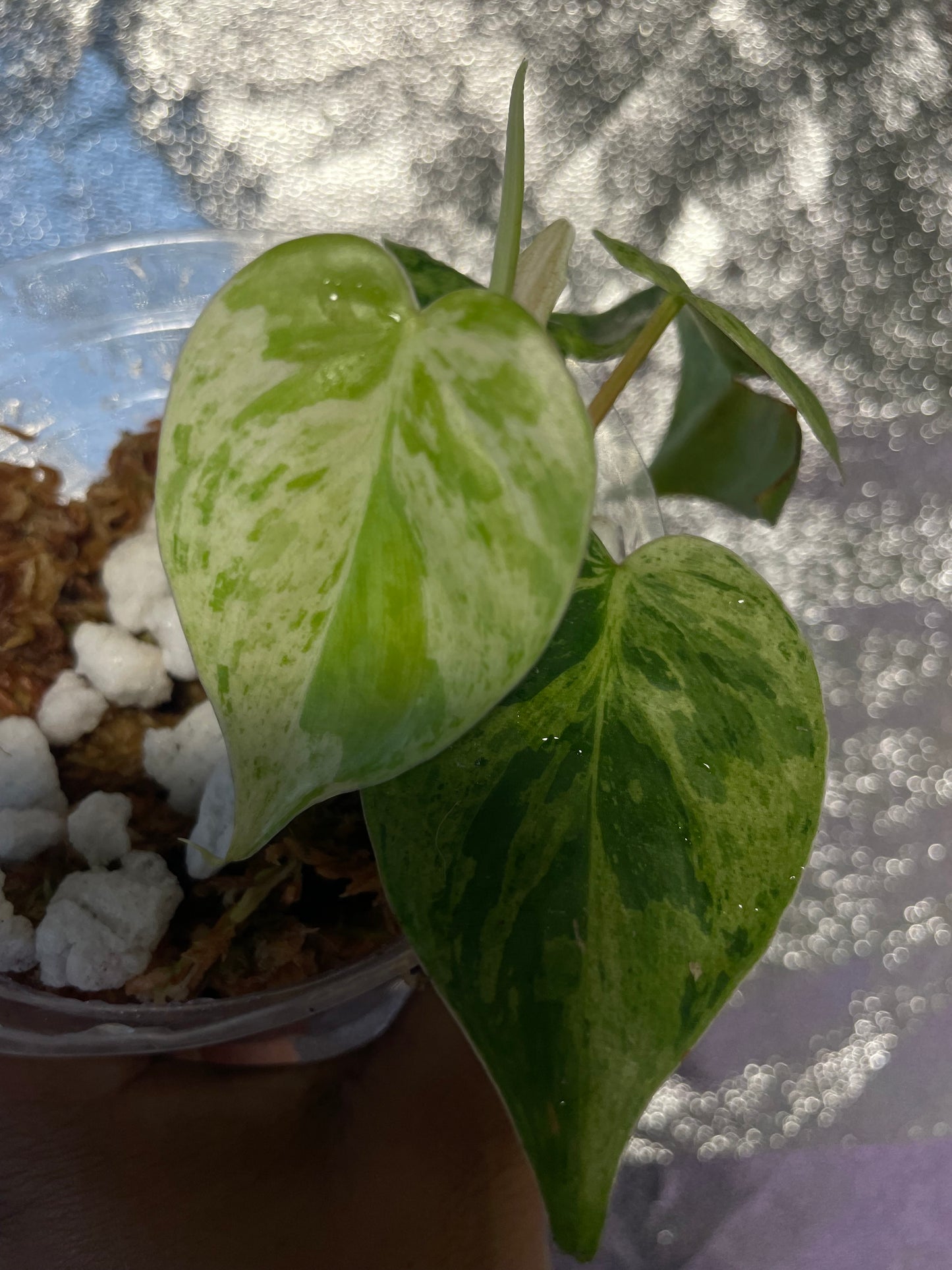 Philodendron Heartleaf Mint variegated