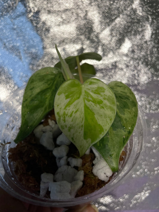 Philodendron Heartleaf Mint variegated