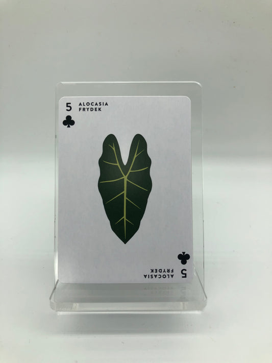 Aroid Poker Cards
